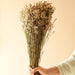 Buy Dried Flowers & Fragrance - Star Grass Vase Filler by Arte Casa on IKIRU online store