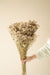 Buy Dried Flowers & Fragrance - Star Grass Vase Filler by Arte Casa on IKIRU online store