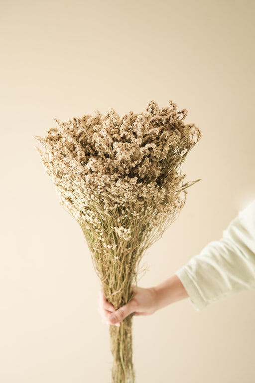 Buy Dried Flowers & Fragrance - Star Grass Vase Filler by Arte Casa on IKIRU online store