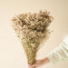 Buy Dried Flowers & Fragrance - Star Grass Vase Filler by Arte Casa on IKIRU online store