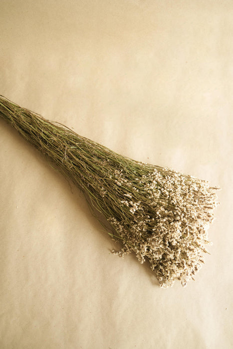 Buy Dried Flowers & Fragrance - Star Grass Vase Filler by Arte Casa on IKIRU online store