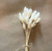 Buy Dried Flowers & Fragrance - White Bunny Tails Naturally Dried Home and Office Decor Set of 30 Stems by Arte Casa on IKIRU online store