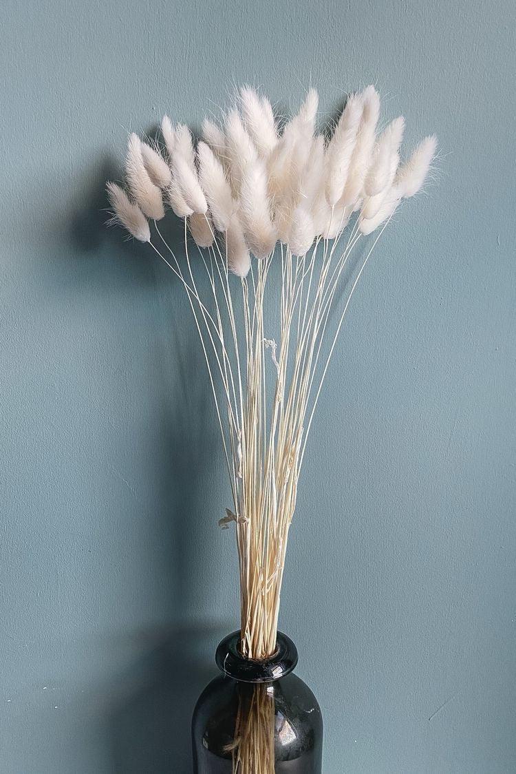 Buy Dried Flowers & Fragrance - White Bunny Tails Naturally Dried Home and Office Decor Set of 30 Stems by Arte Casa on IKIRU online store