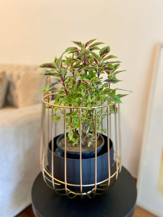 Buy Planter - Black & Golden Metallic Caged Planter | Modern Table Flower Pot For Home Decor by House of Trendz on IKIRU online store