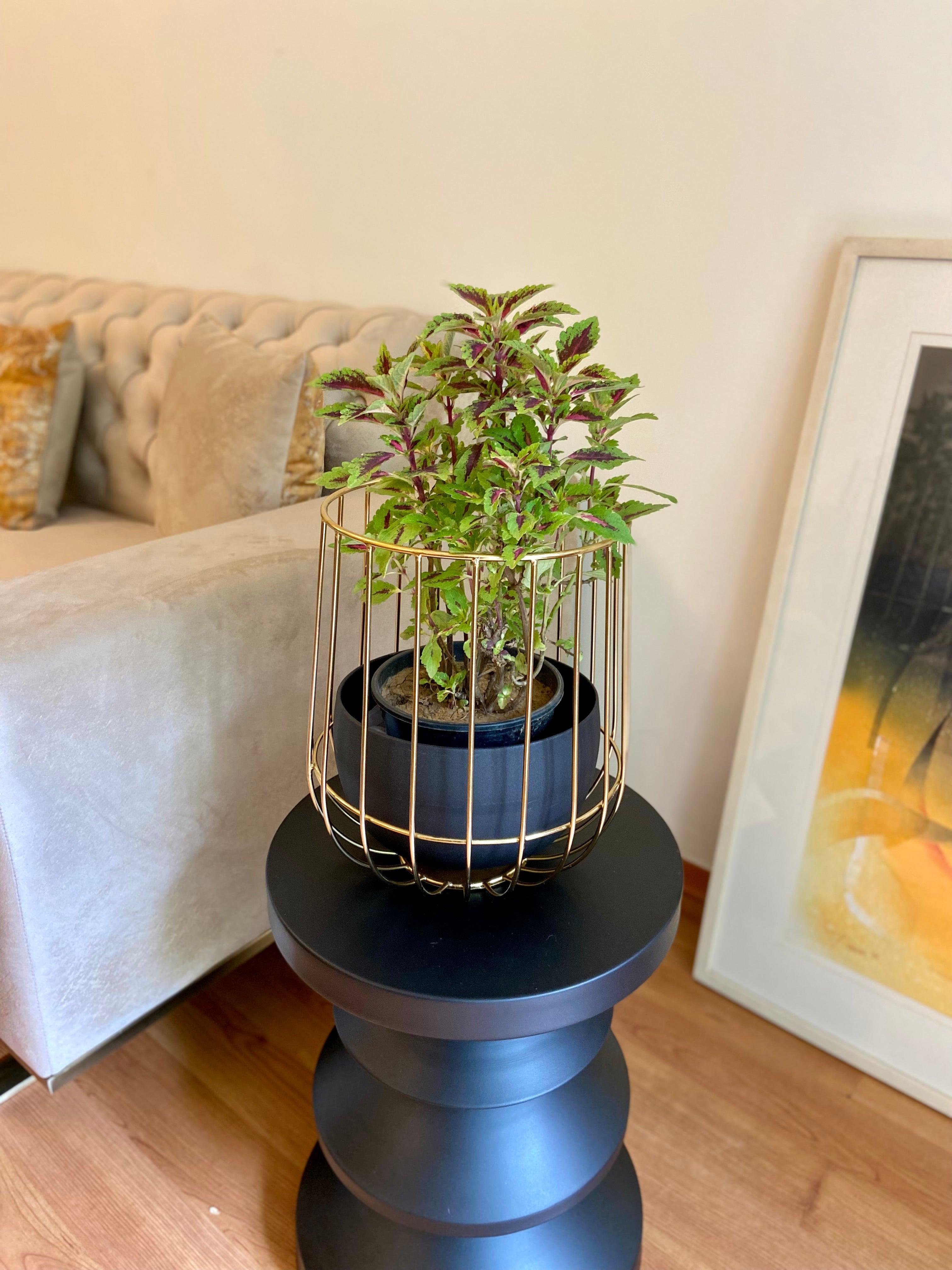 Buy Planter - Black & Golden Metallic Caged Planter | Modern Table Flower Pot For Home Decor by House of Trendz on IKIRU online store