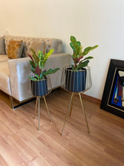 Buy Planter - Black & Golden Metallic Planter on Tripod Set of 2 For Living Room & Home Decor by House of Trendz on IKIRU online store
