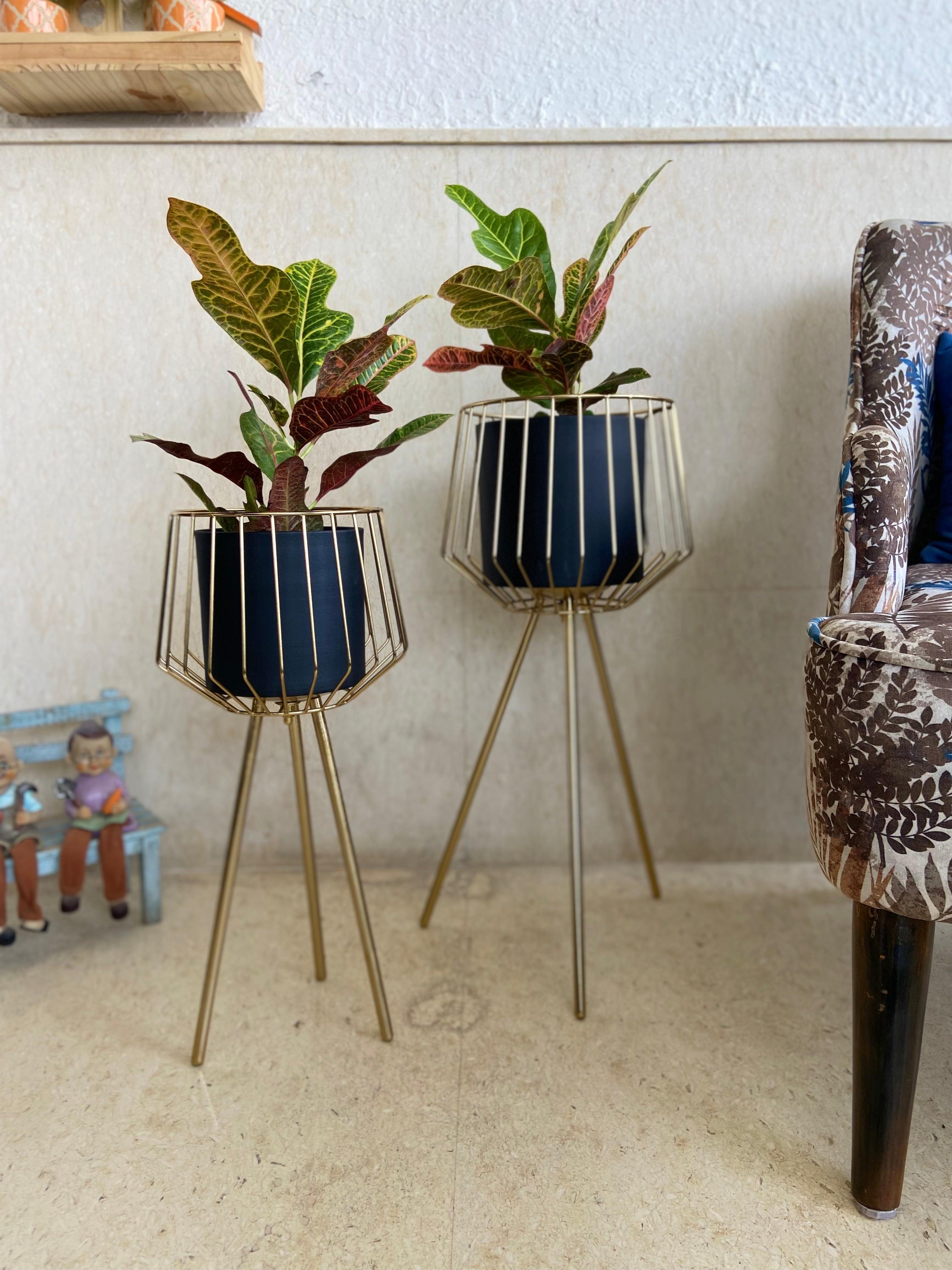 Buy Planter - Black & Golden Metallic Planter on Tripod Set of 2 For Living Room & Home Decor by House of Trendz on IKIRU online store