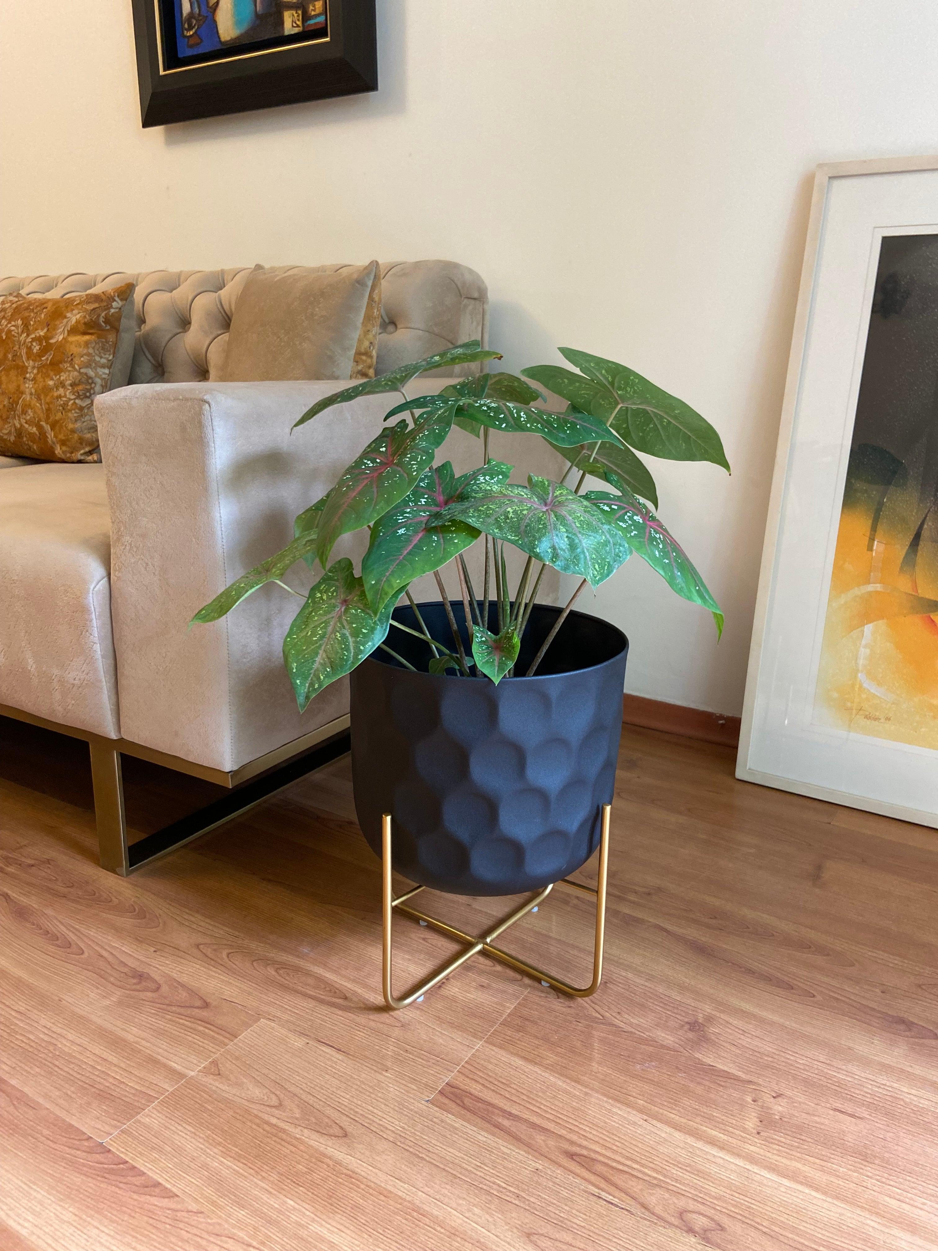 Buy Planter - Black Metal Bella Patterned Floor Planter | Standing Flower Pot Indoor & Outdoor Decor by House of Trendz on IKIRU online store