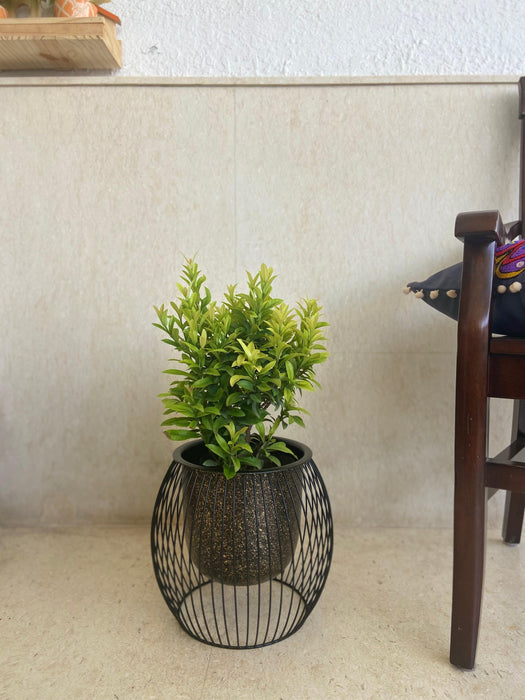 Buy Planter - Black Metal Decorative Bird Cage Speckled Planter | Table Top Flower Pot For Home Decor by House of Trendz on IKIRU online store