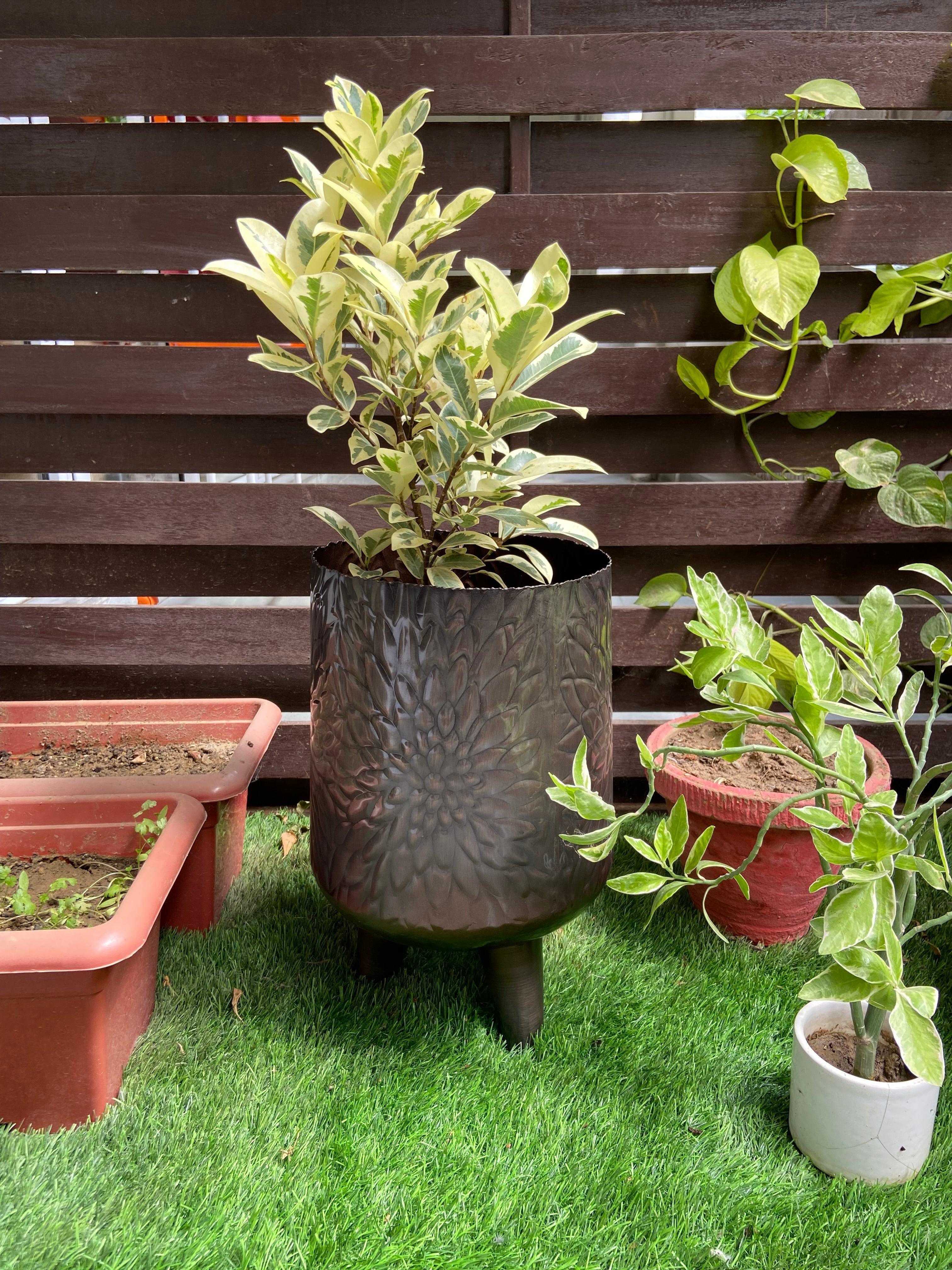 Buy Planter - Brown Metal Footed Hand Carved Floor Planter | Standing Flower Pot For Home Decor by House of Trendz on IKIRU online store