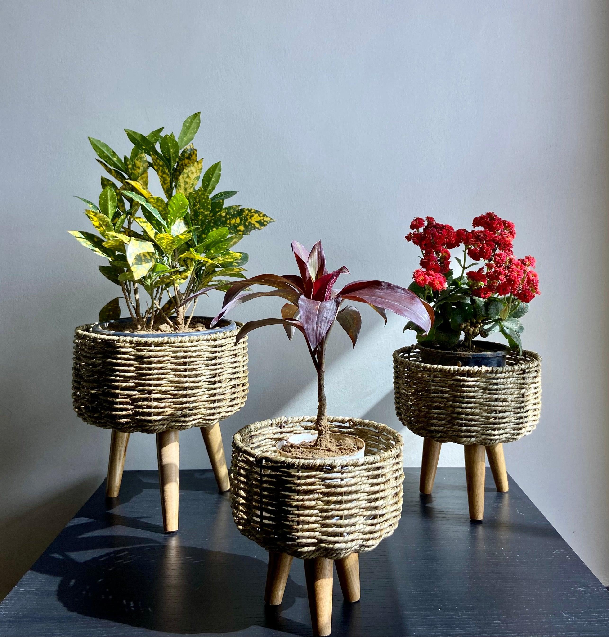 Buy Planter - Brown Rattan & Wood Floor Planter | Round Flower Pot Set of 3 For Home Decoration by House of Trendz on IKIRU online store