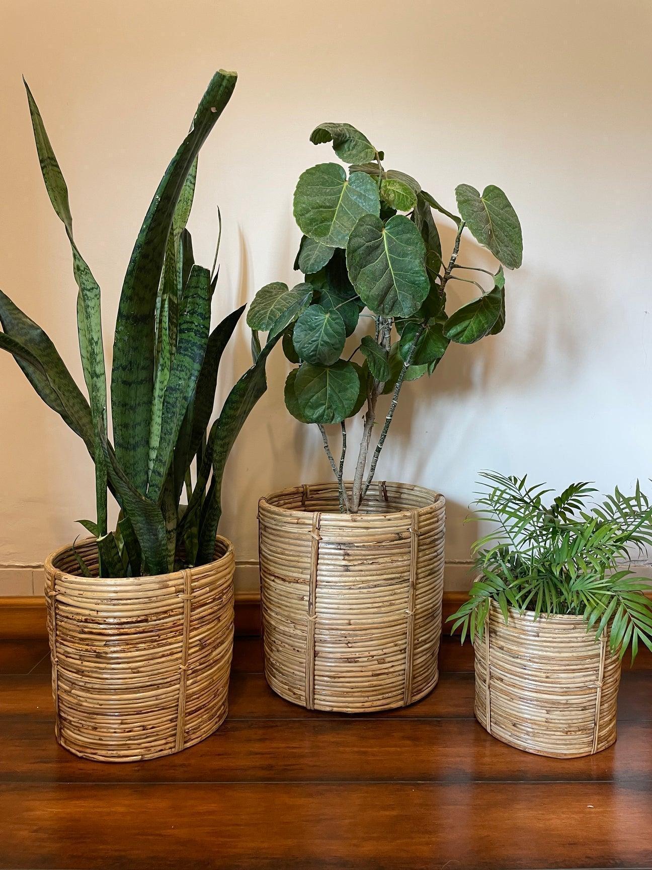 Buy Planter - Cane Handmade Planter | Spiral Design Gamla For Balcony & Garden by Tesu on IKIRU online store