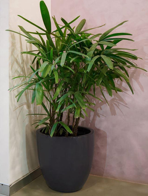 Buy Planter - Cup Shaped Fiberglass Floor Planter | Tabletop Standing Flower Pot For Home Decor by Lloka on IKIRU online store