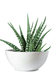 Buy Planter - Fiberglass Floor Planter | Pottery Pots For Indoor & Outdoor Decoration by Lloka on IKIRU online store