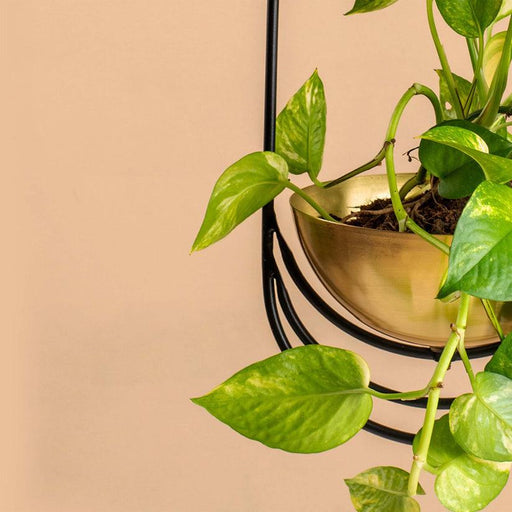 Buy Planter - Gold & Black Metal Cryus Hanging Planter | Flower Pot For Indoor & Outdoor Decor by Muun Home on IKIRU online store