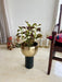 Buy Planter - Gold & Black Metal Decorative Floor Planter | Cylindrical Flower Pot With Base For Home Decor by House of Trendz on IKIRU online store