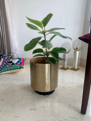 Buy Planter - Golden Metal Nordic Style Floor Planter | Decorative Standing Flower Pot For Home by House of Trendz on IKIRU online store