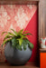 Buy Planter - Round Fiberglass Floor Standing Planter | Tabletop Plant & Flower Pot For Home Decor by Lloka on IKIRU online store
