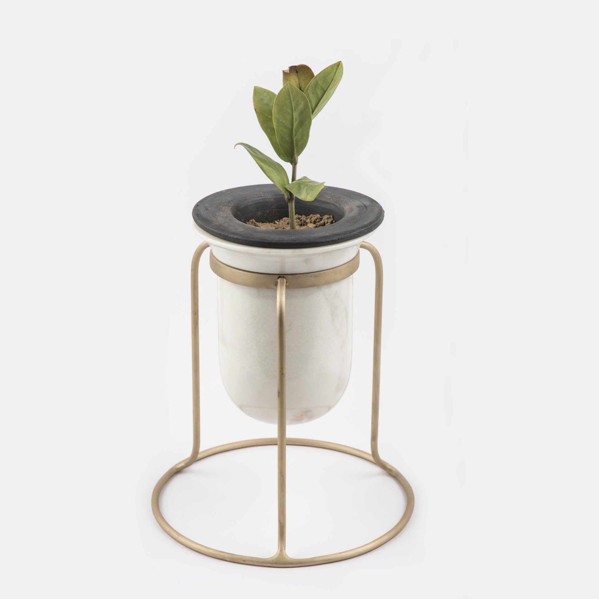 Buy Planters Selective Edition - Birbal Planter For Home Decor and living room by Anantaya on IKIRU online store