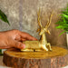 Buy Showpieces & Collectibles - Antique Golden Deer Sitting Showpiece Dokra Design For Table by Sowpeace on IKIRU online store