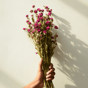 Gomphrena Dried Flower