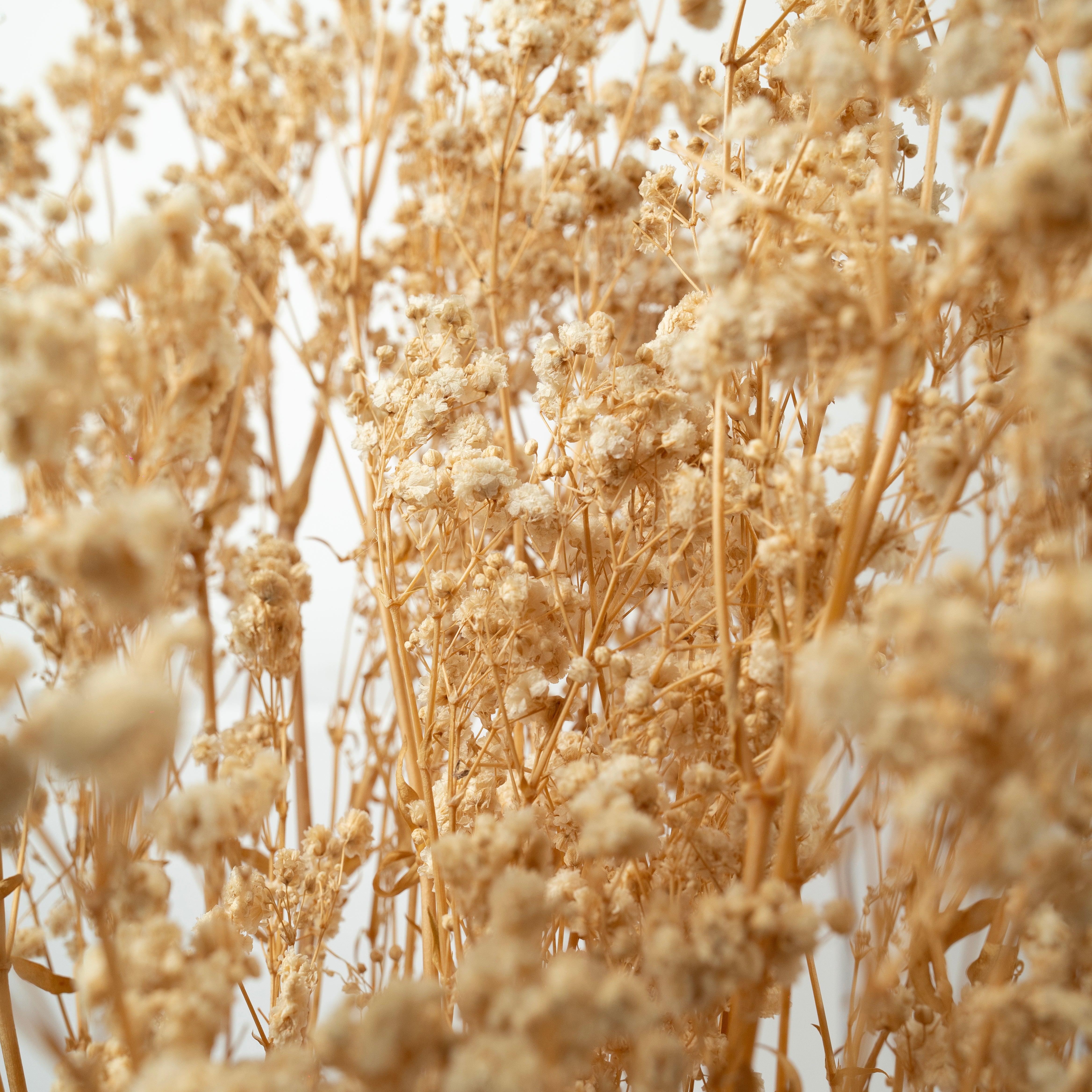 Preserved Baby's Breath-Natural