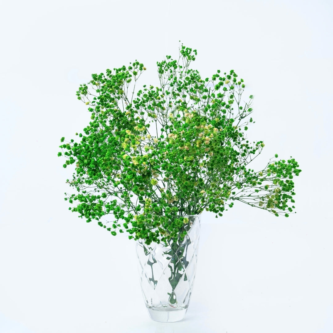 Preserved Baby's Breath