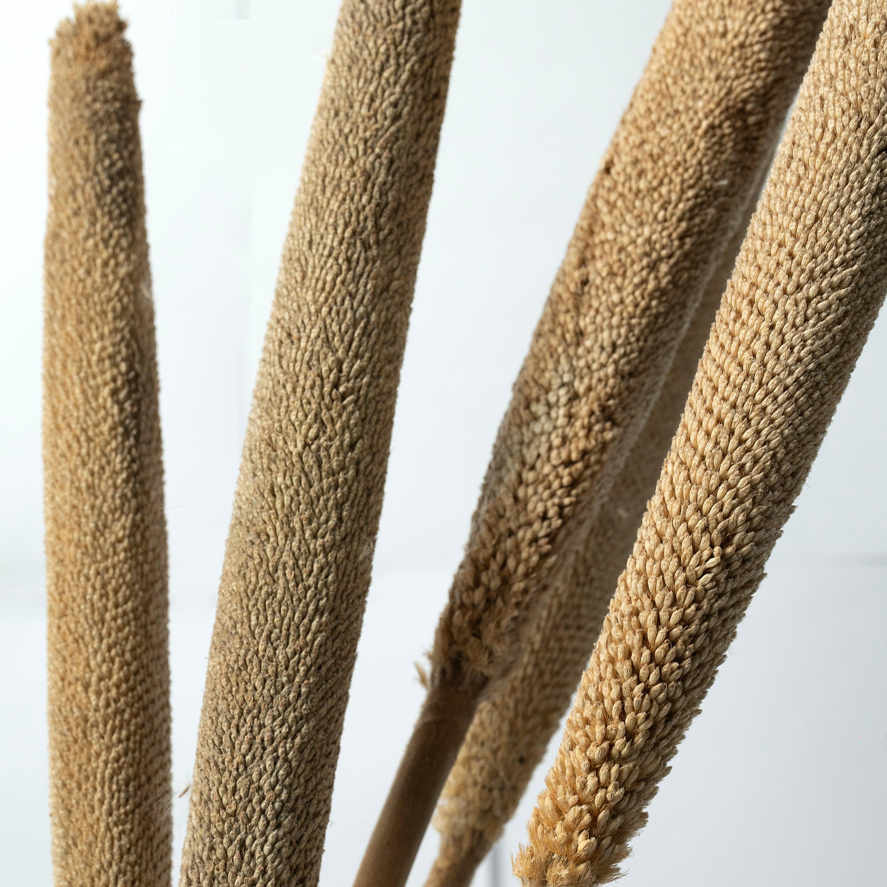 Exotic Bajra - Natural | Vase Fillers