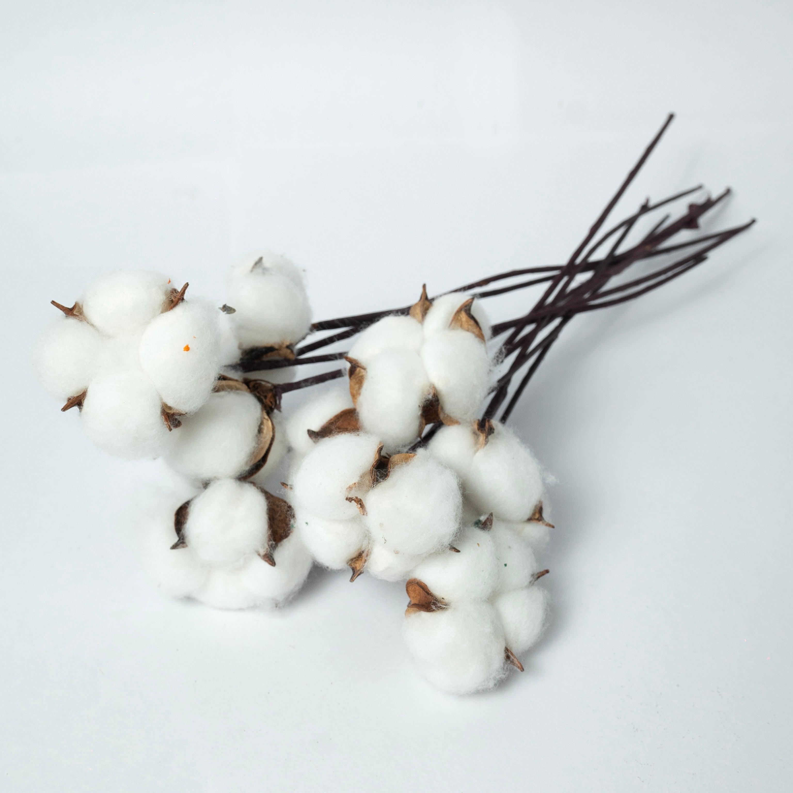 Dried Cotton Stems | White |10 Pcs Sticks
