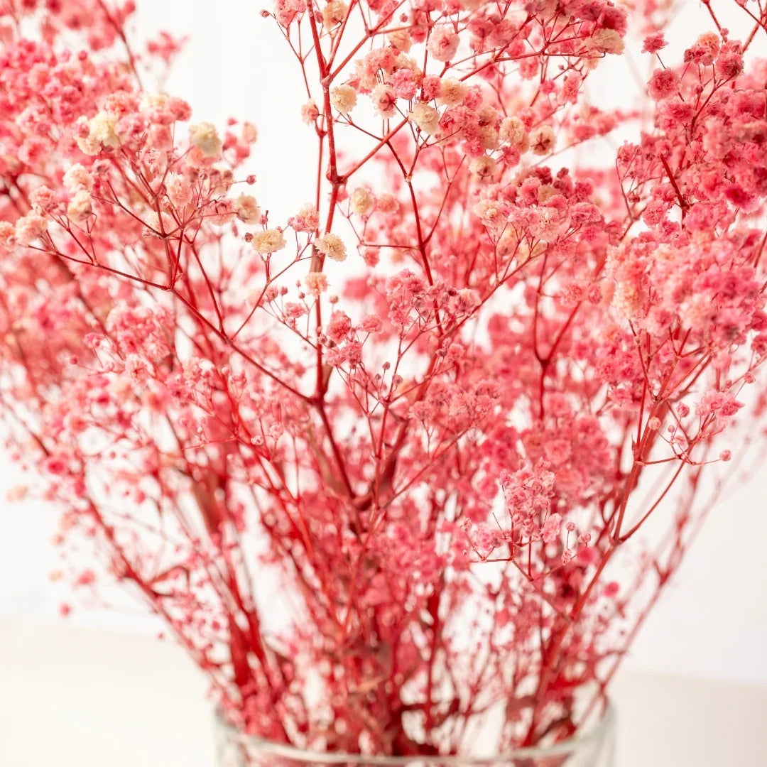 Preserved Baby's Breath