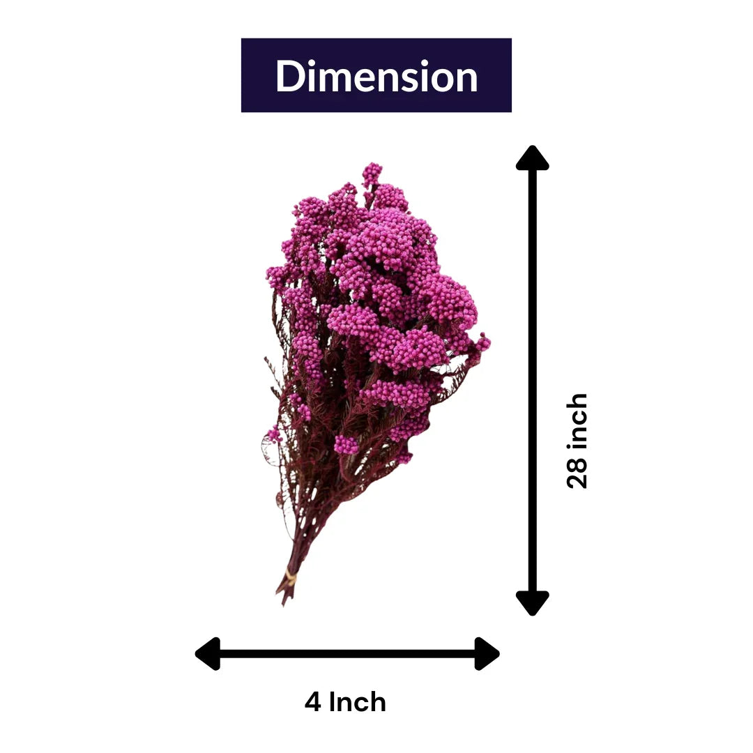 Rice flower