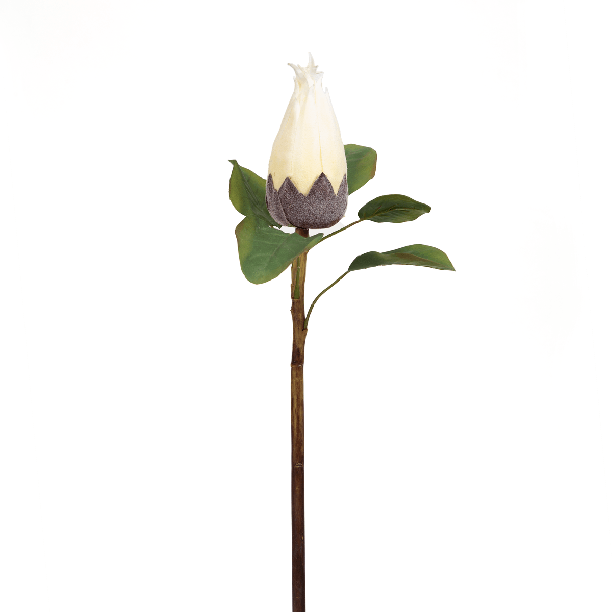 Protea Flower Bud