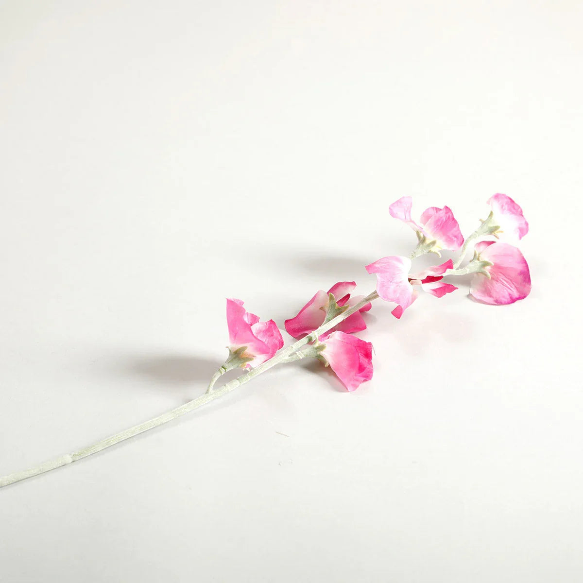 Sweetpea Fuchsia Flowers