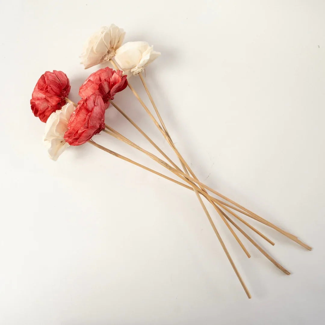 Beauty Rose - 8 cm | Red and White