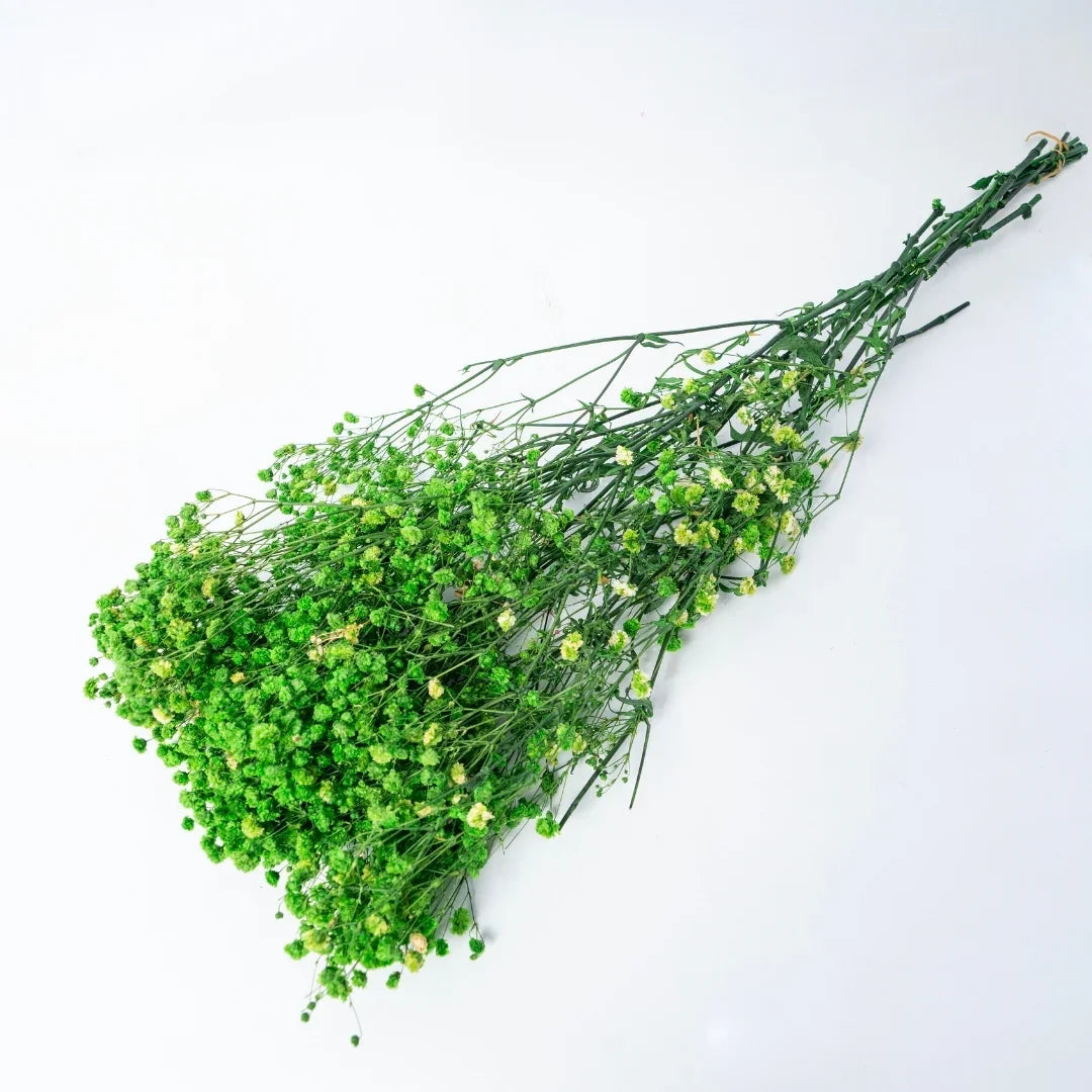 Preserved Baby's Breath