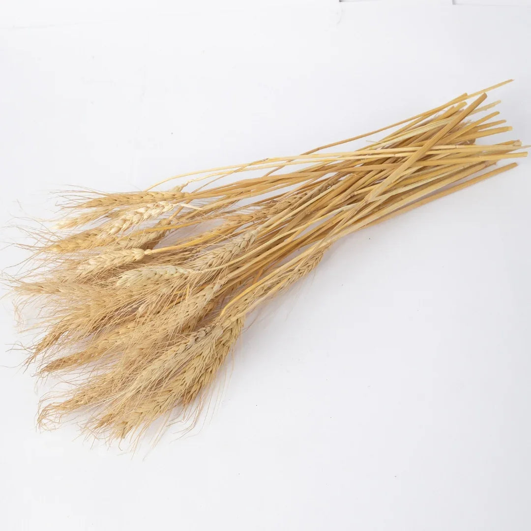 Wheat Grass | Natural