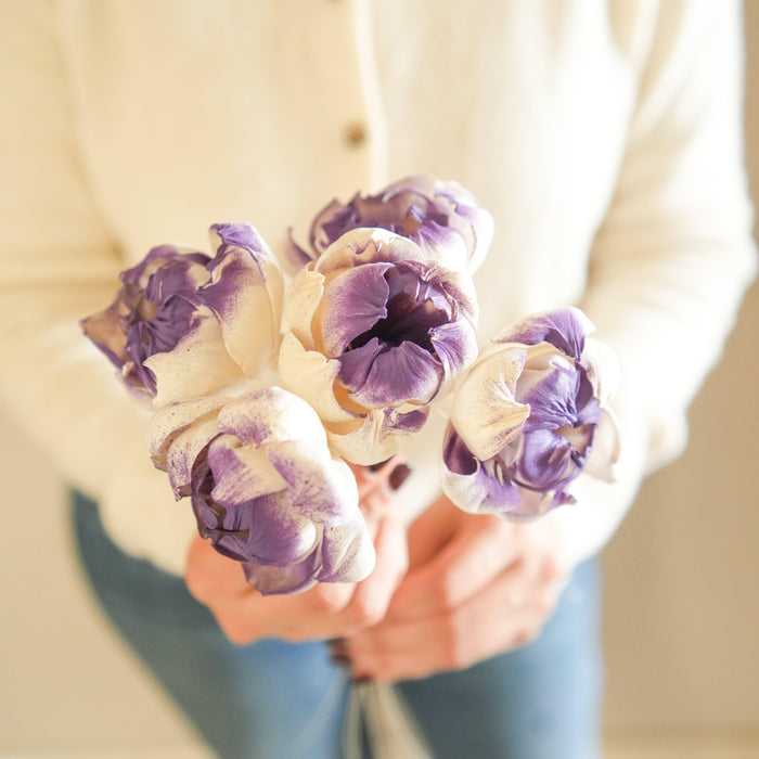 Dual Shade Sola Peony
