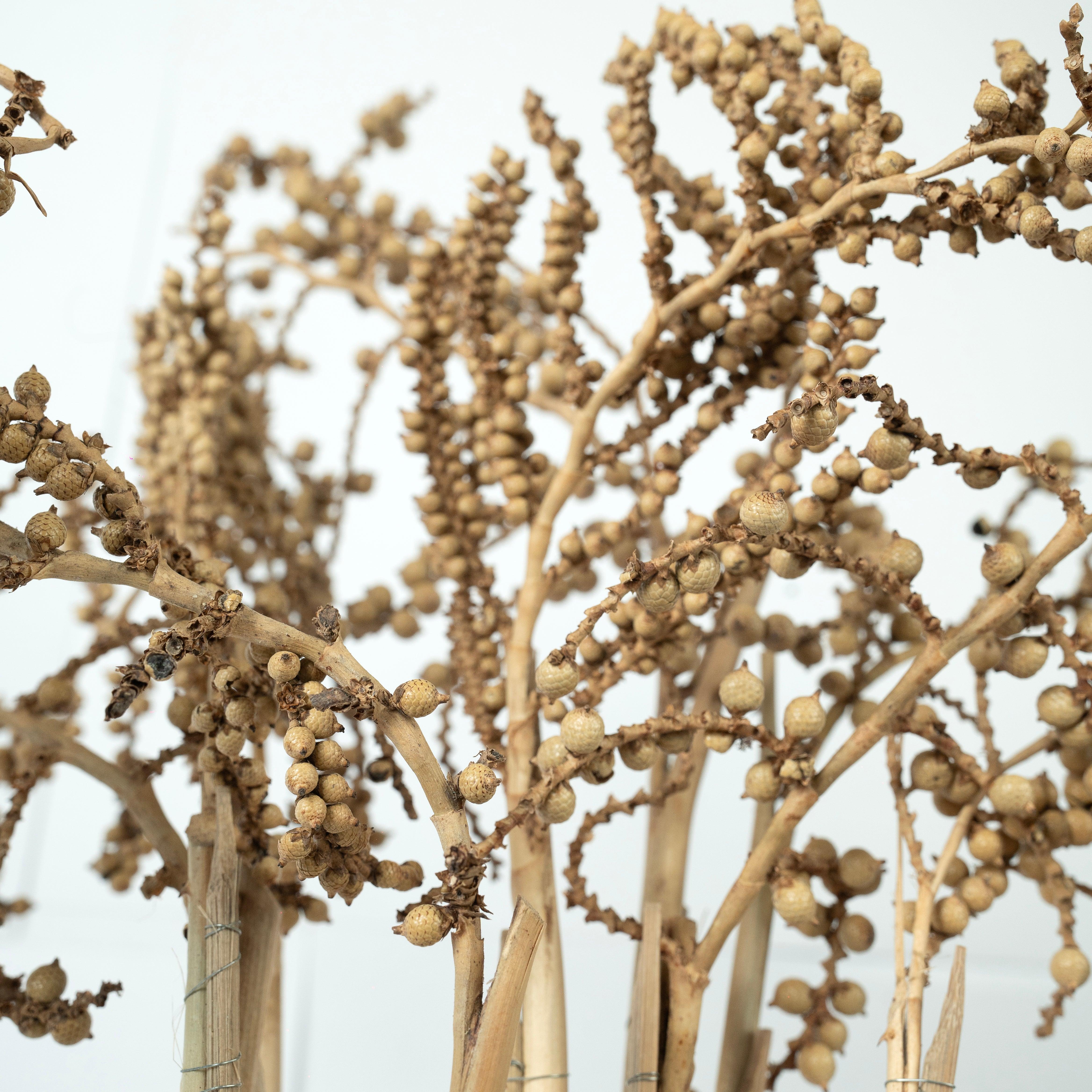 Natural Living Dried Canella Sticks | Home Decor Floral Arrangements Set of 10 Dried Sticks