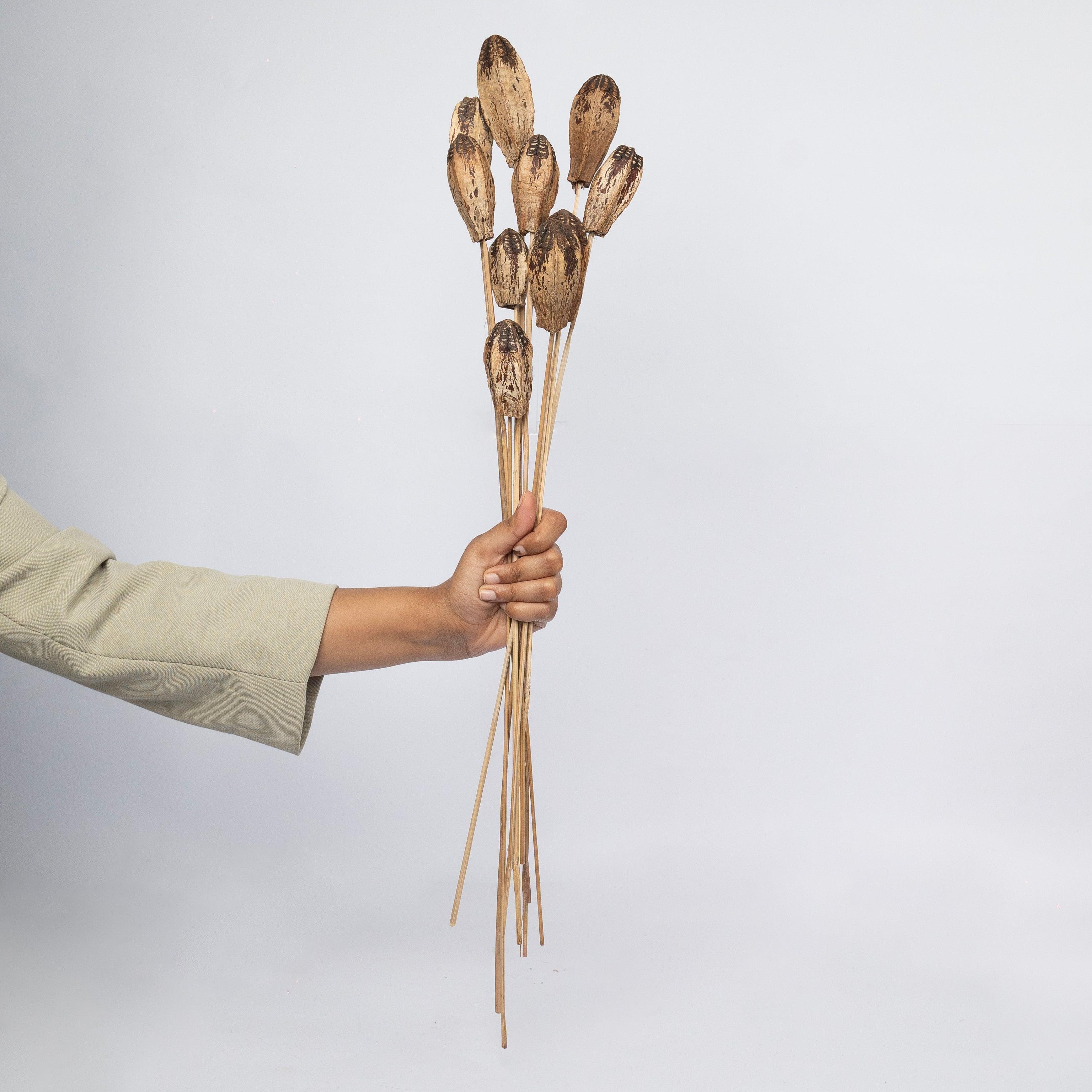 Natural Dried Mahogany Pods | Vase Filler for Home Decor | Set of 10 Dried Mahogany Stems