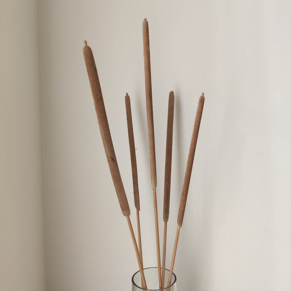 Cattail - Natural | Set of 5 Sticks