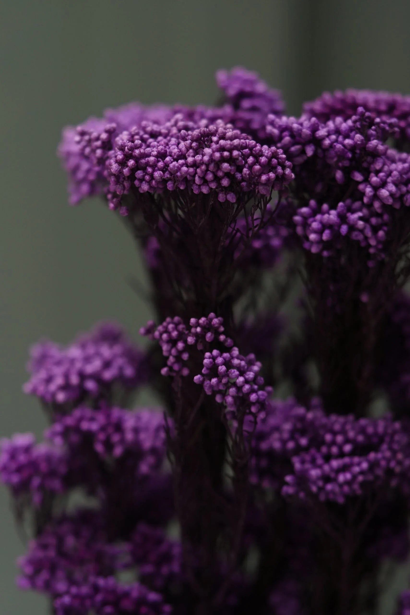 Rice flower