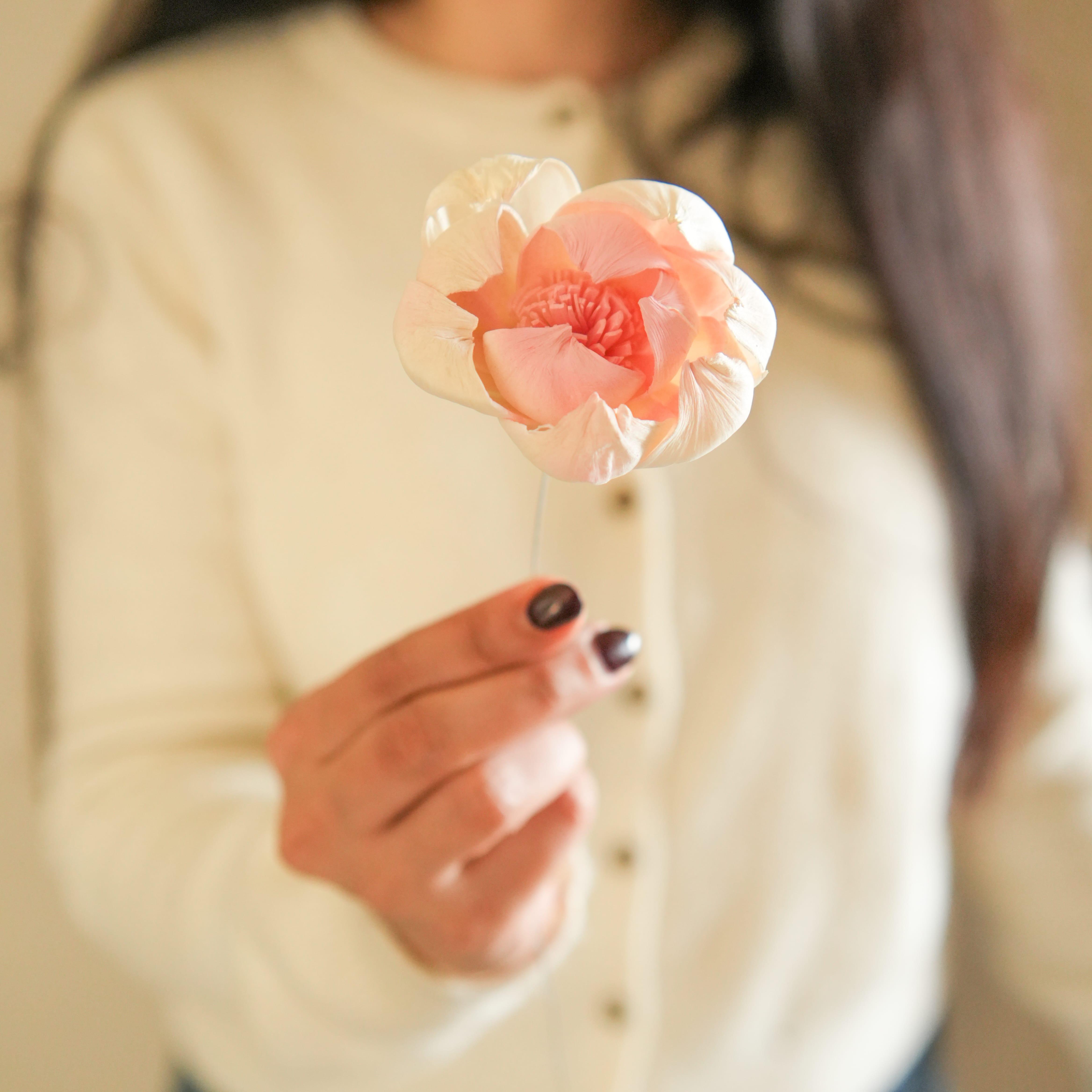 Dual Shade Sola Peony