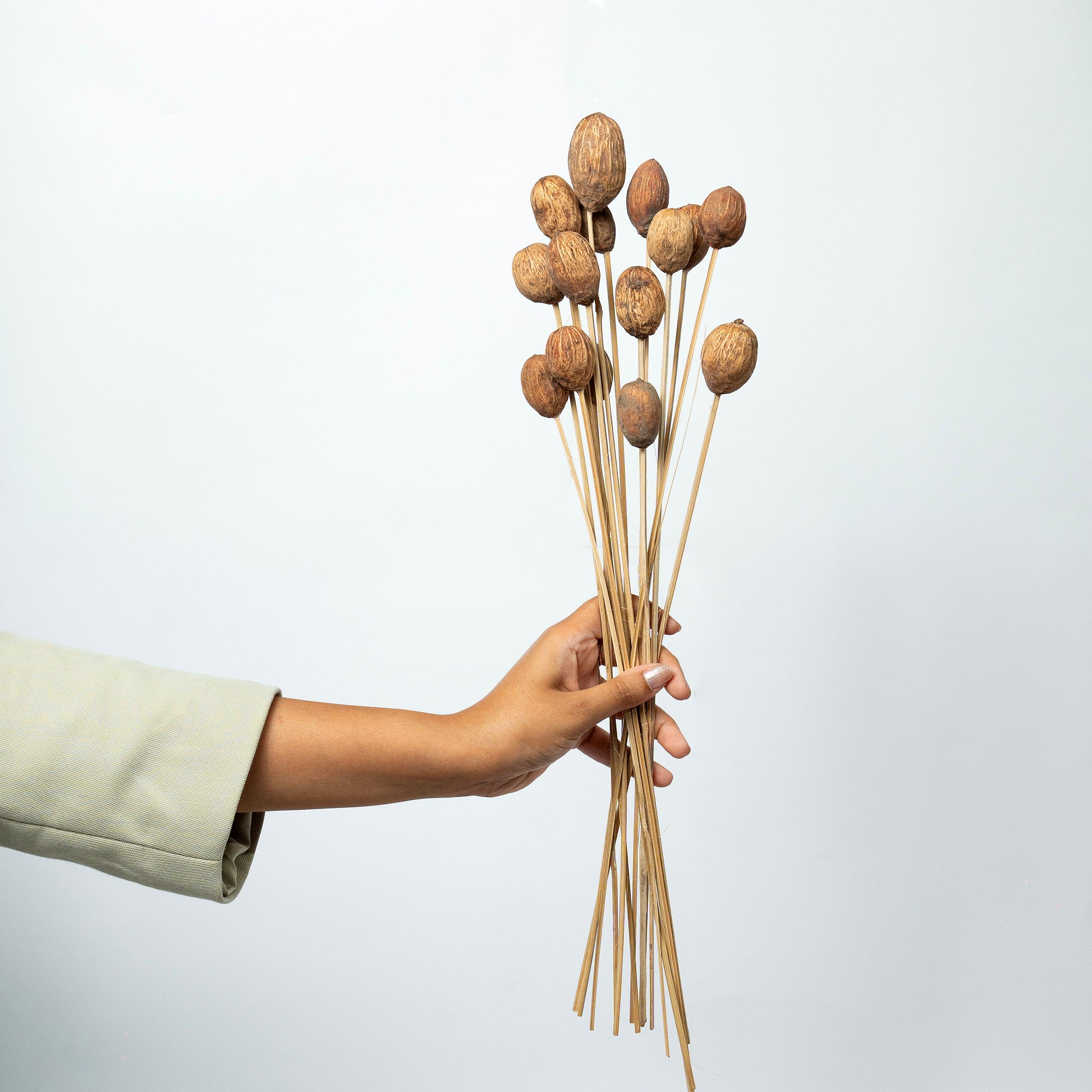 Brown Amra Dried Flower Bunch | Natural Dried Amra Pods for Home Decor | Set of 15 Sticks