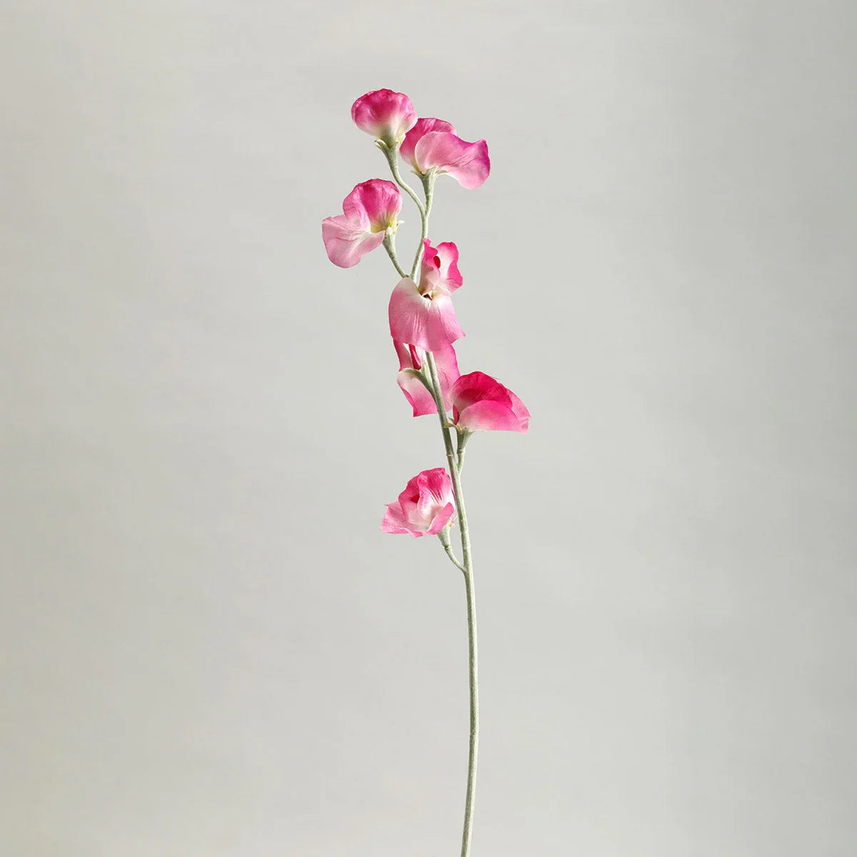 Sweetpea Fuchsia Flowers