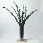 Dried Eucaplytptus | 10 Pcs Sticks