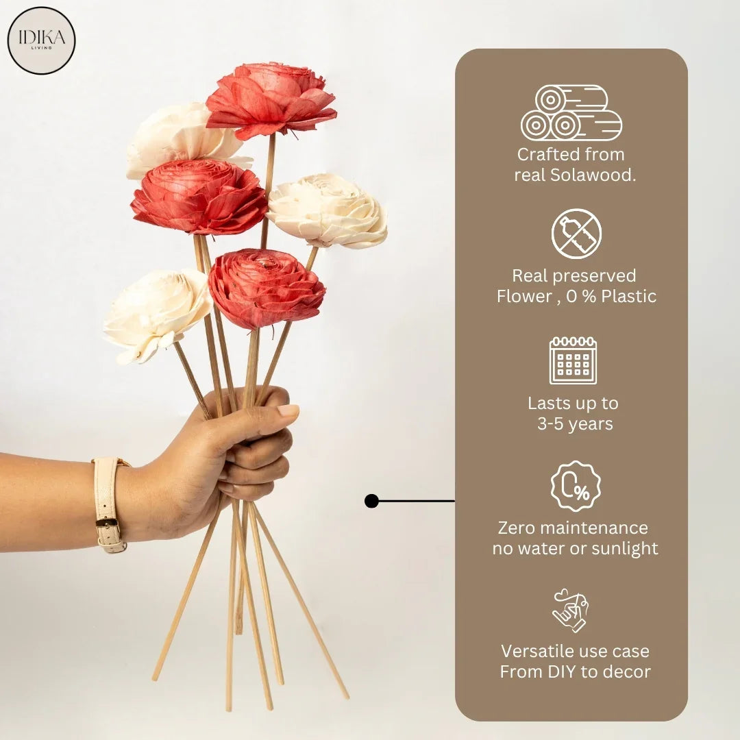 Beauty Rose - 8 cm | Red and White