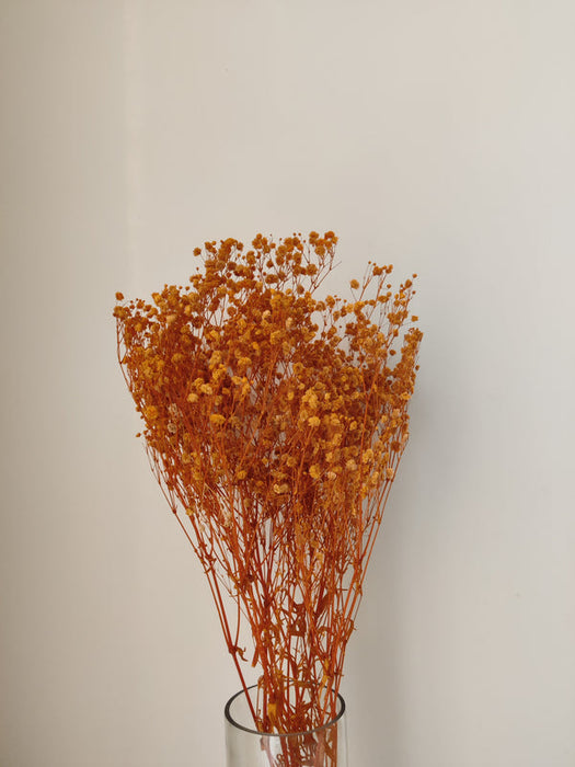 Baby's Breath - Orange