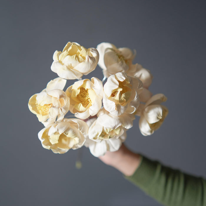 Dual Shade Sola Peony