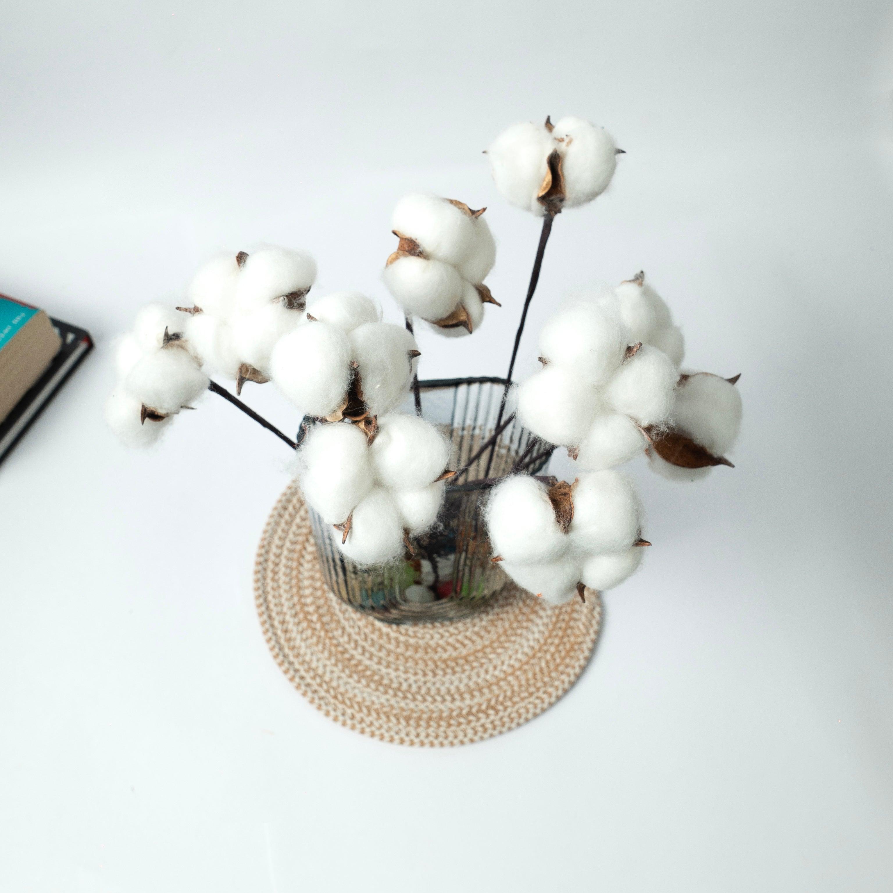 Dried Cotton Stems | White |10 Pcs Sticks