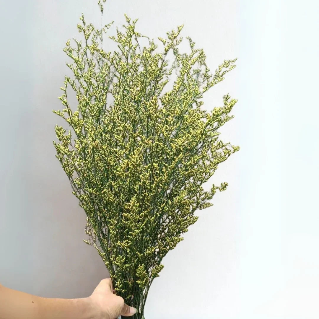 Limonium | Green